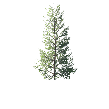 Spruce 01